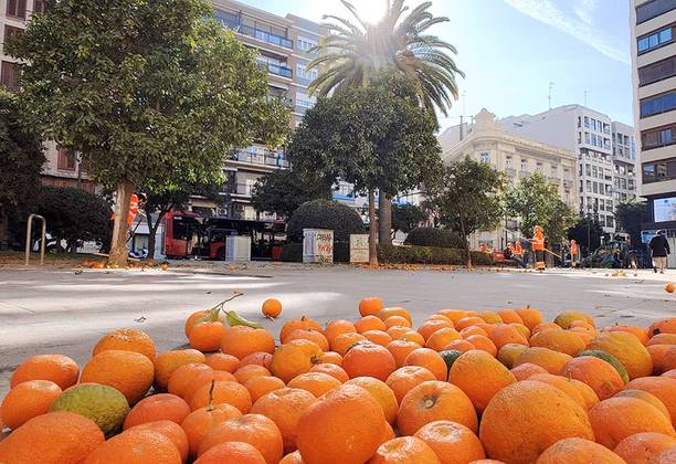 Orange Harvest Valencia - Shaking The Tree Until The Oranges Fall