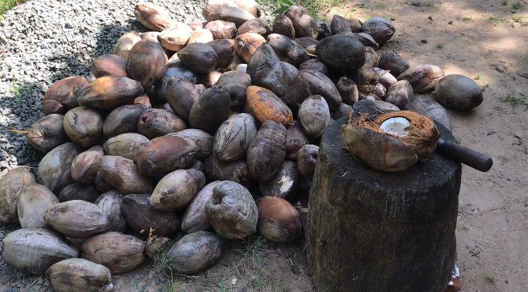 Sri Lanka #5 How the coconut become coconut oil ?My job in a coconut farm