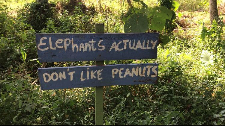 Sri Lanka #12 How to avoid traps when visit elephant orphanage