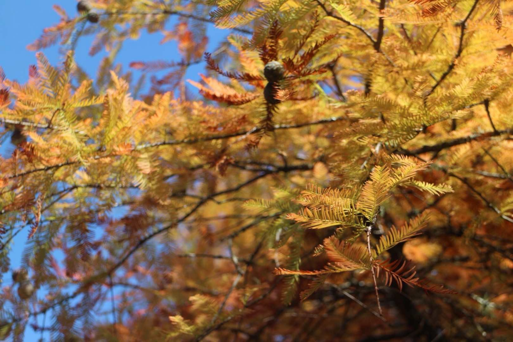 Mt Wilson, a great place to enjoy the fall colors