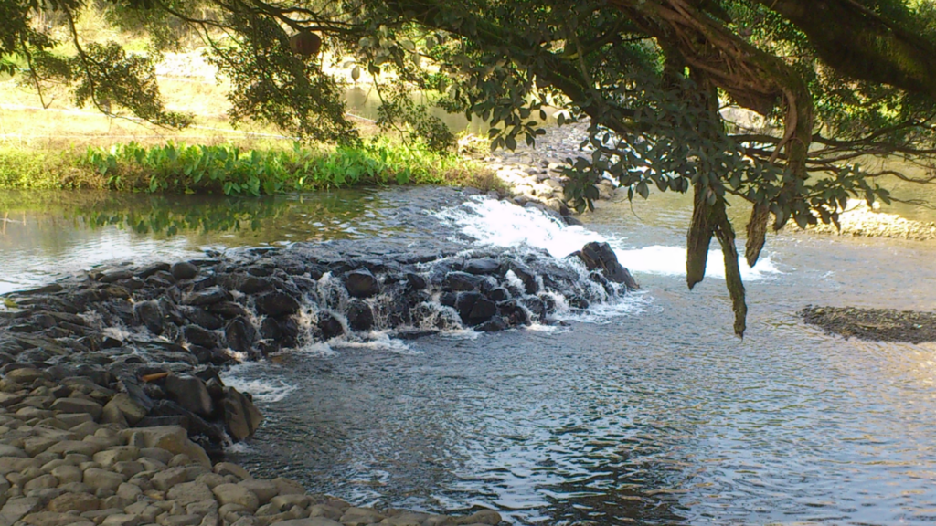 Yunshuiyao(云水謠)| Are you here to travel or drink tea?