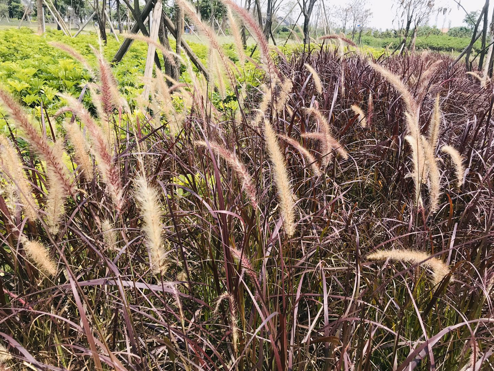Cuiheng National Wetland Park , a new park in our hometown