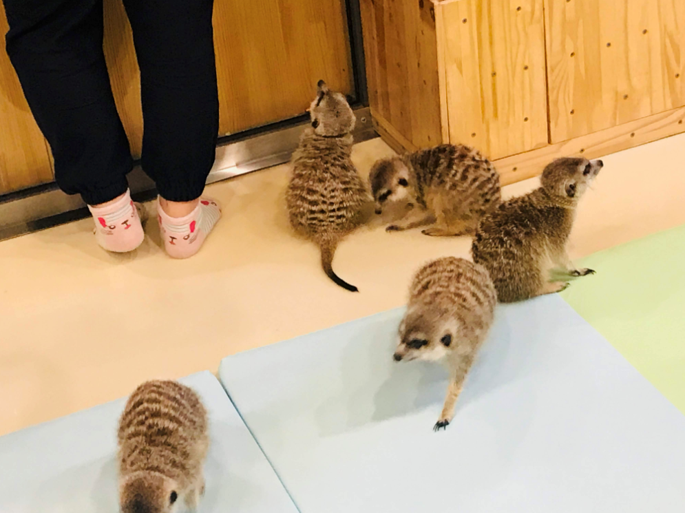 A cafe that you can get close with baby meerkat in Seoul