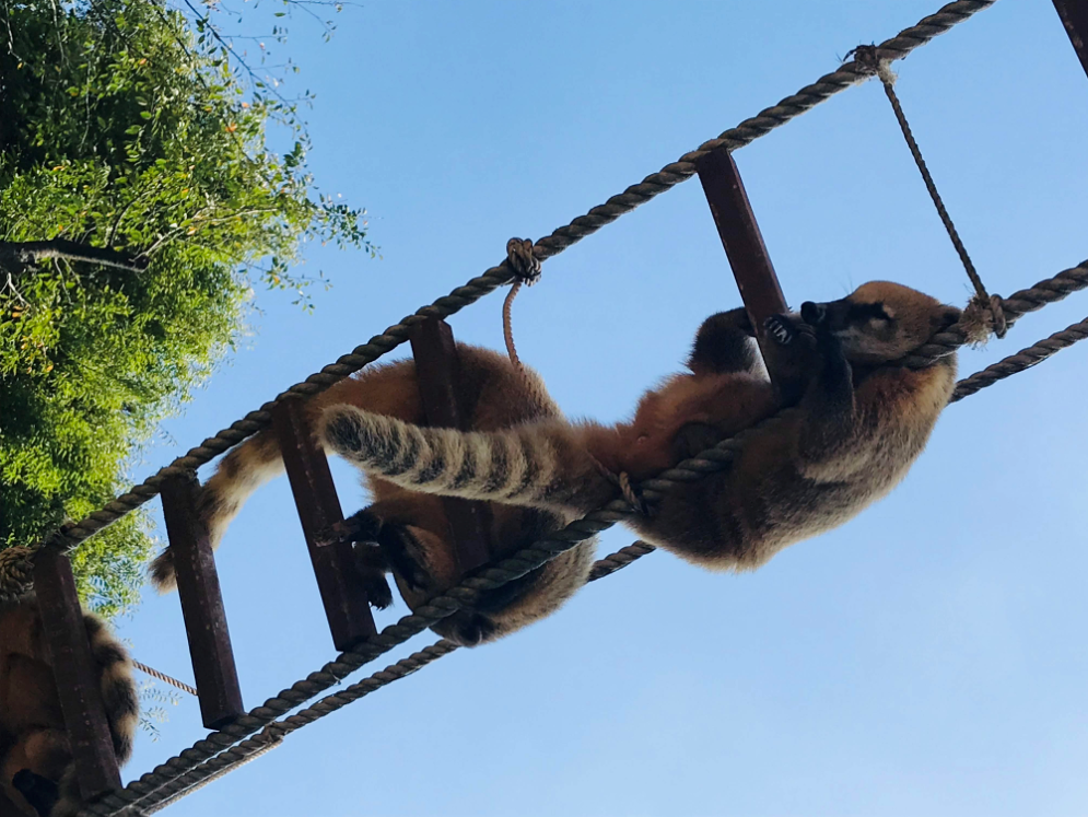 If you go to Everland Korea, must buy a Q-pass