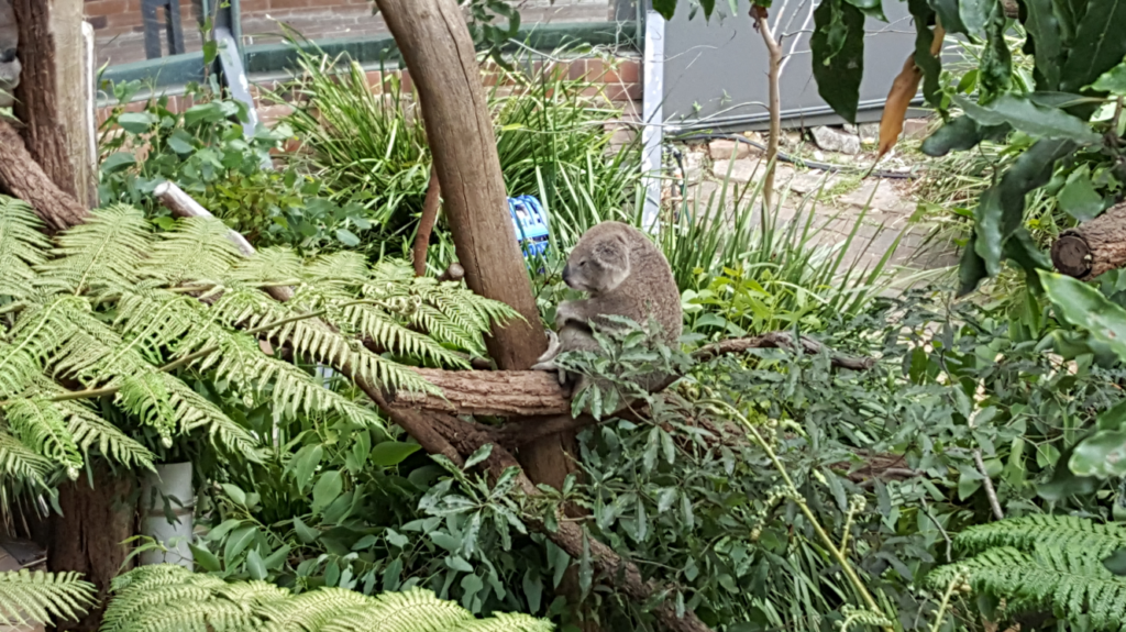 Do you know any special animals in Taronga Zoo?