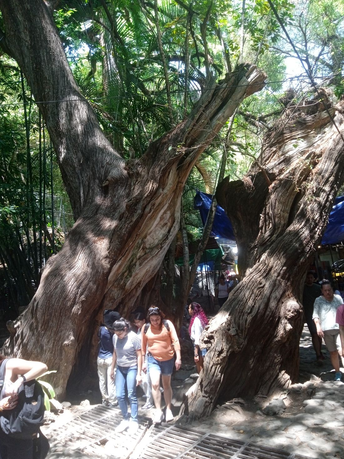 Árbol atravesado por el camino al templo El Tepozteco