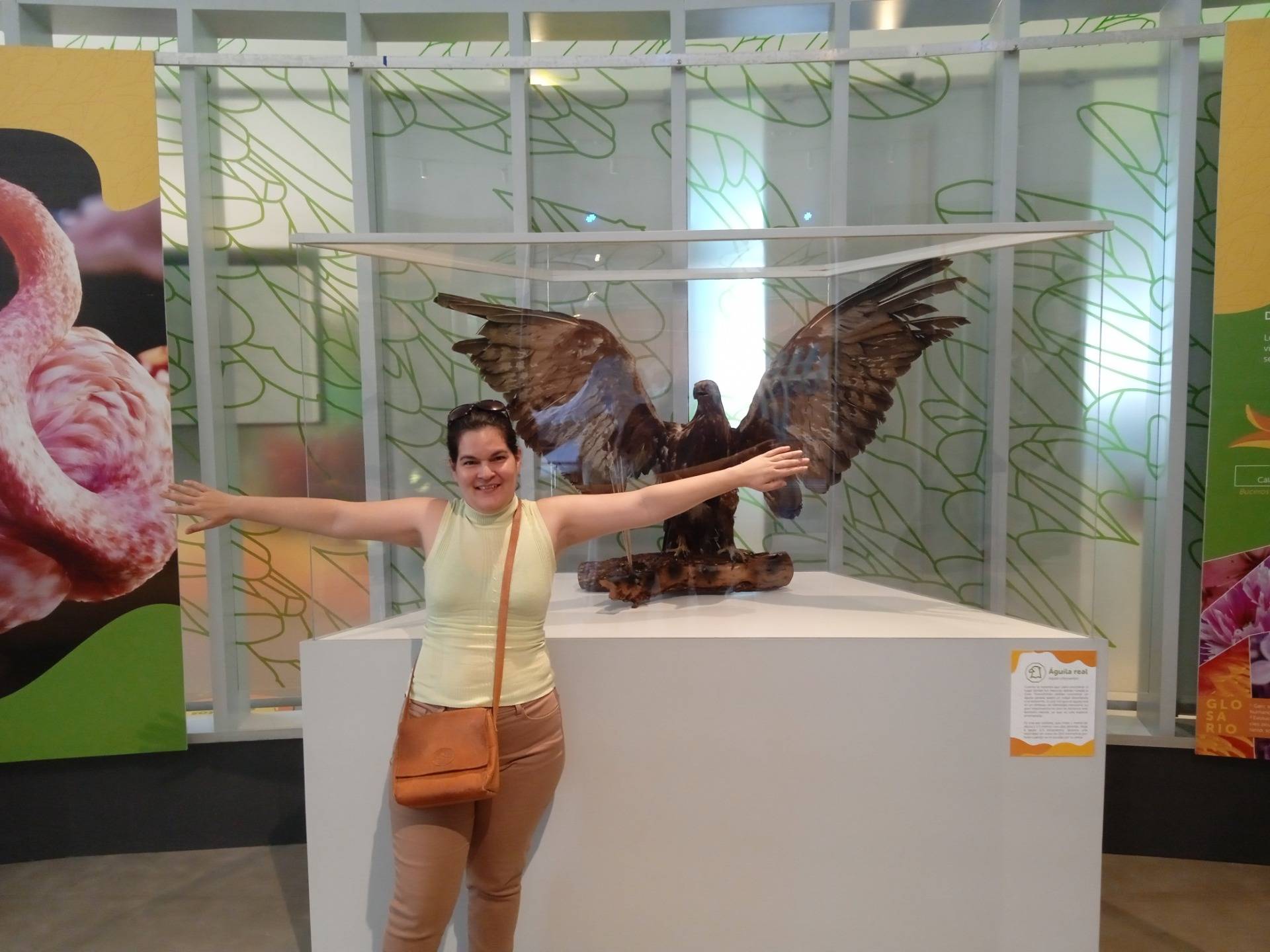 A golden eagle specimen, wingspan can be apreciated