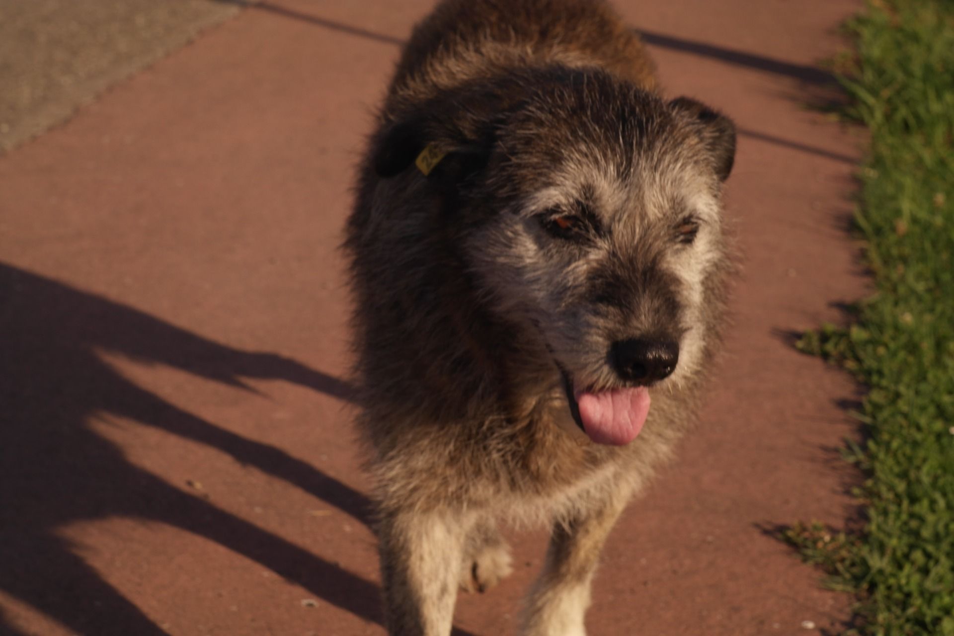 Lot of street dogs are waiting around for a fish or two to be shared with them.