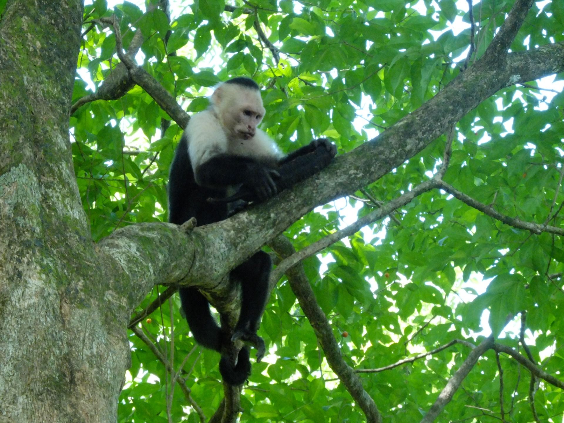 Hunting for Wildlife Pictures at Biesanz Beach - Costa Rica.