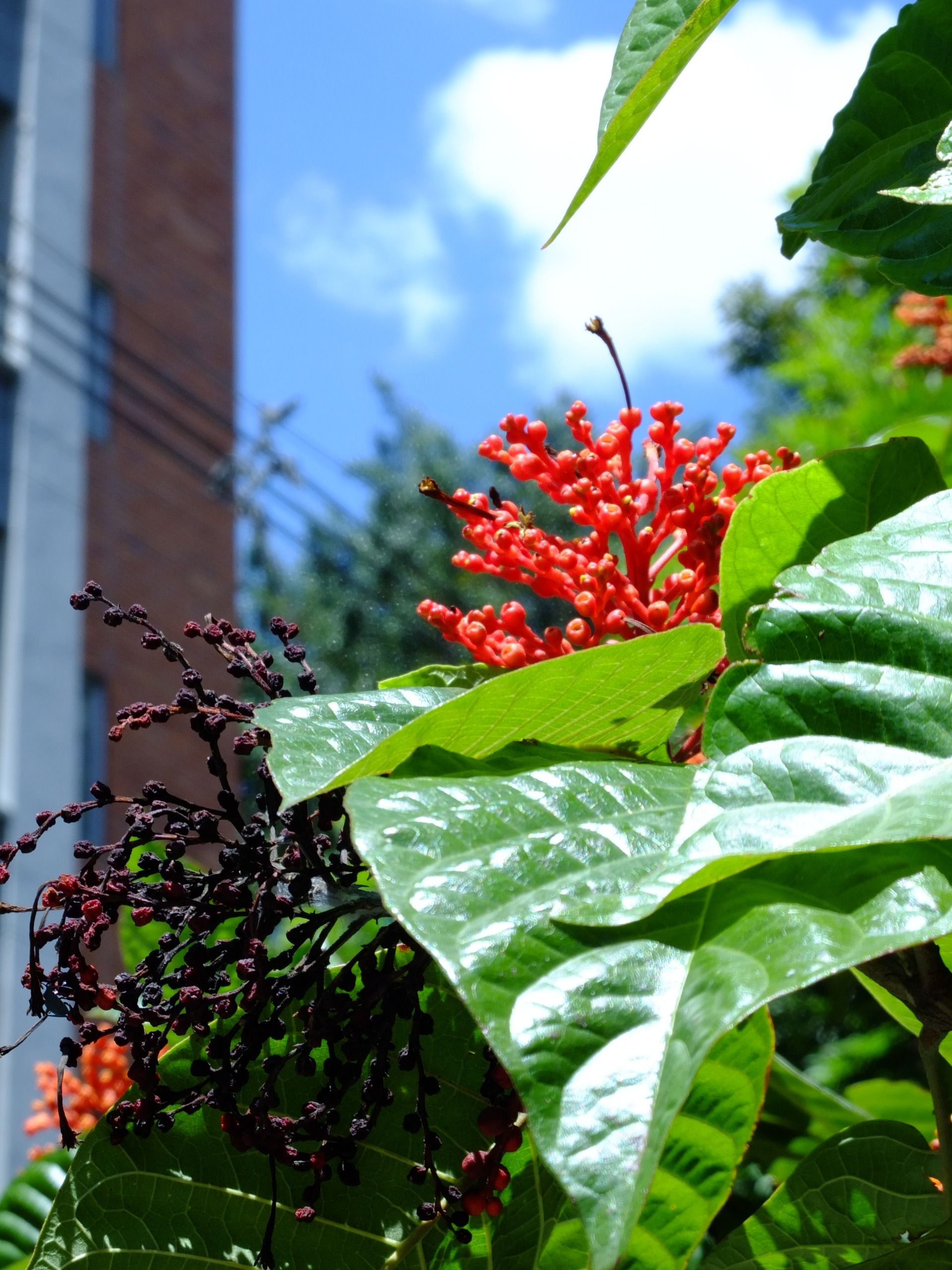 Medellin through the lens of my compact camera.