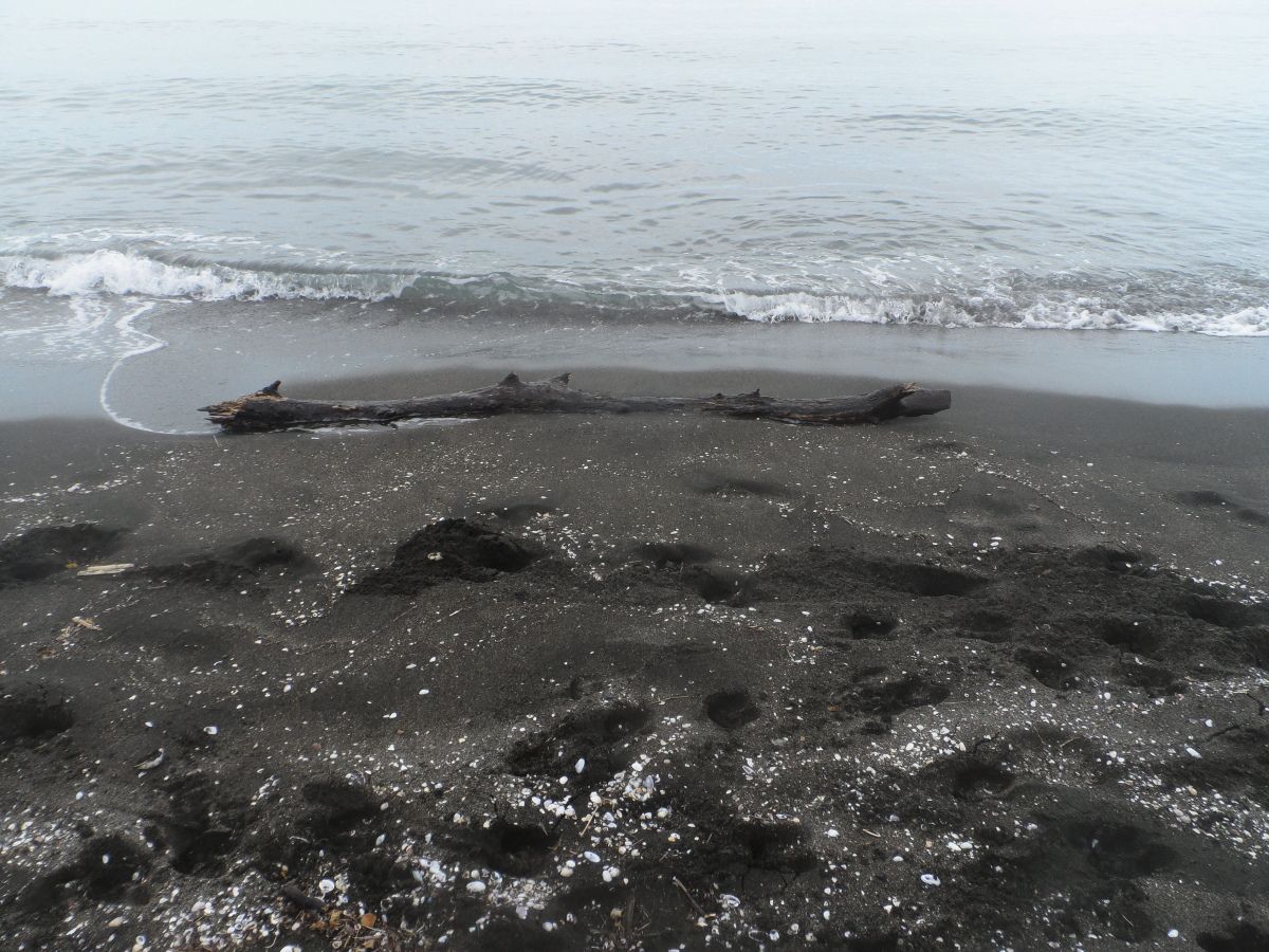 Kassandras journey: misty green abundance and magic magnetic beach along Black Sea in Georgia