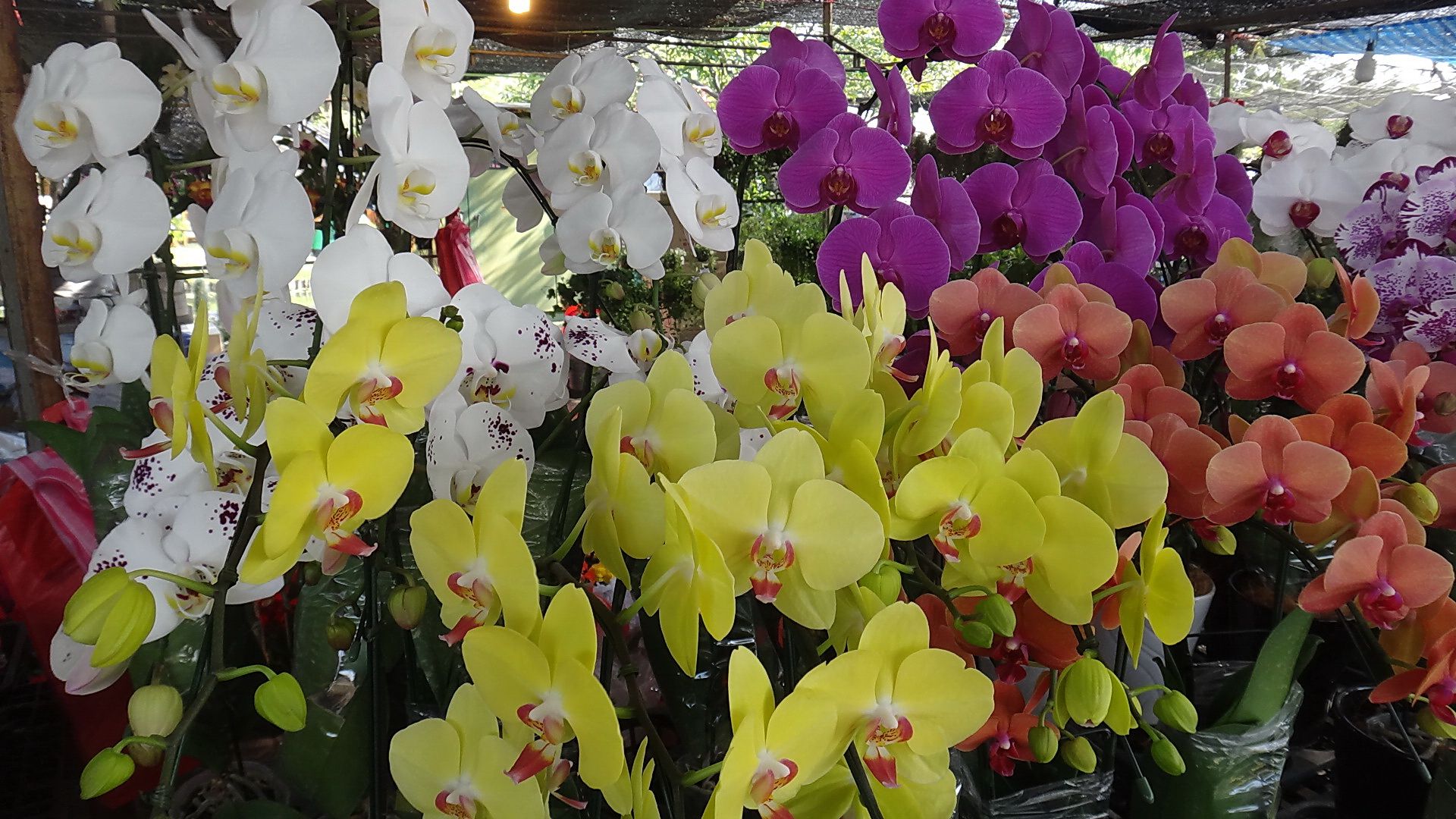 The Best Bonsai , Cactus & Flower Market in Bangkok.