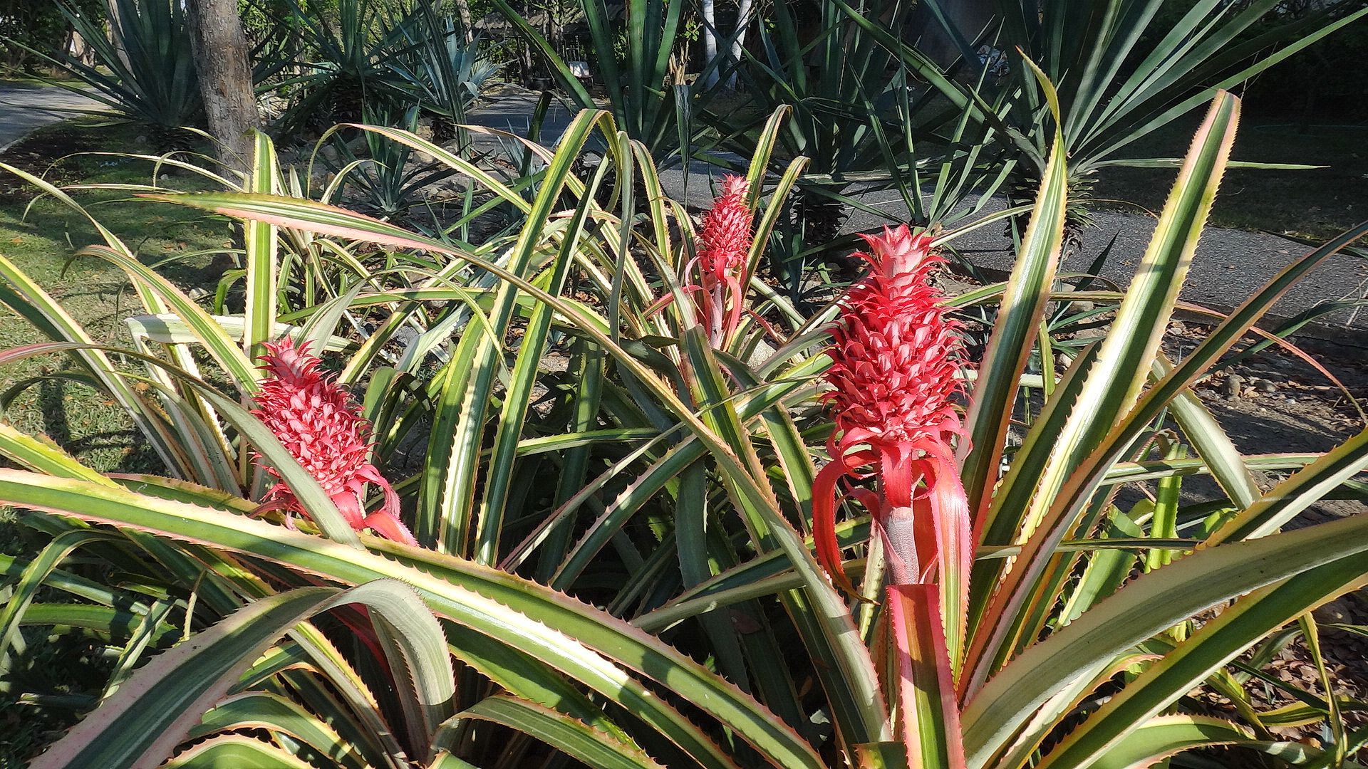 Geodesic Cactus Dome in Bangkok.