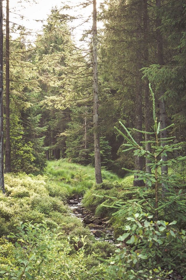 Discovered this little stream, nice place to go back in autumn!