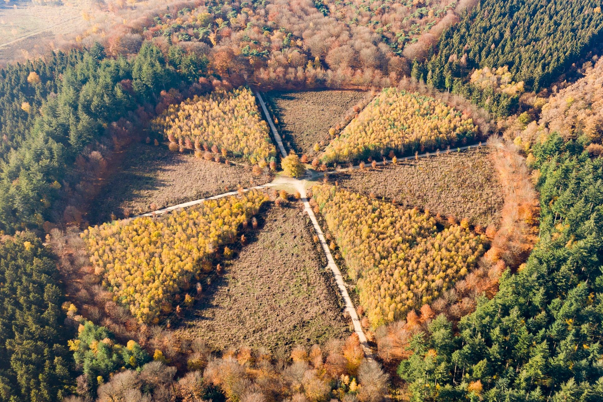 Highest point of the mountain, the star forest!