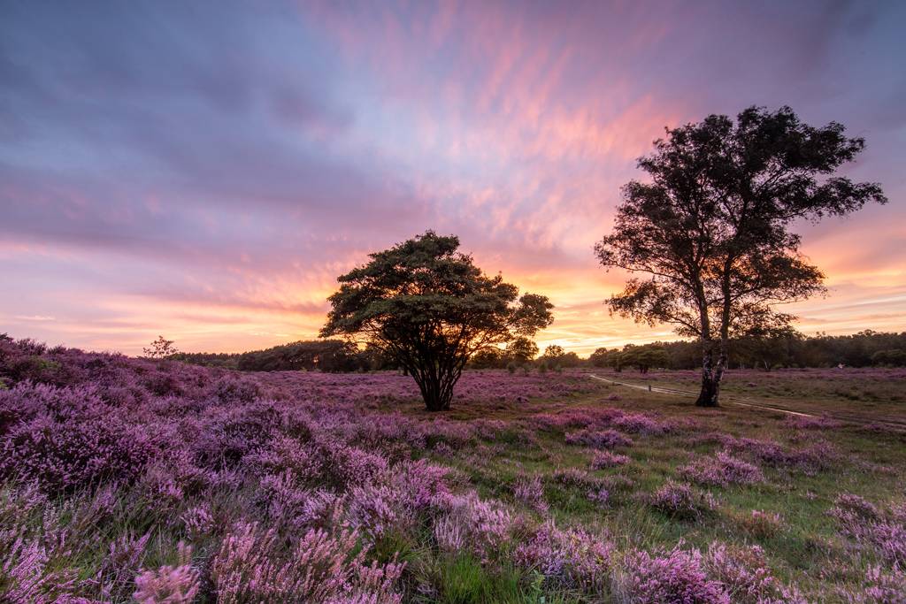 Sunset at the heather field!