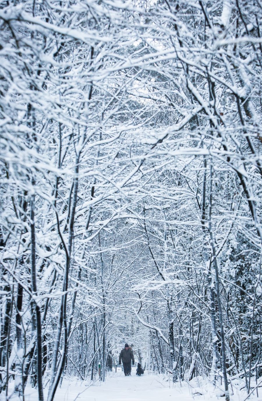 Lovely tunnel of trees!