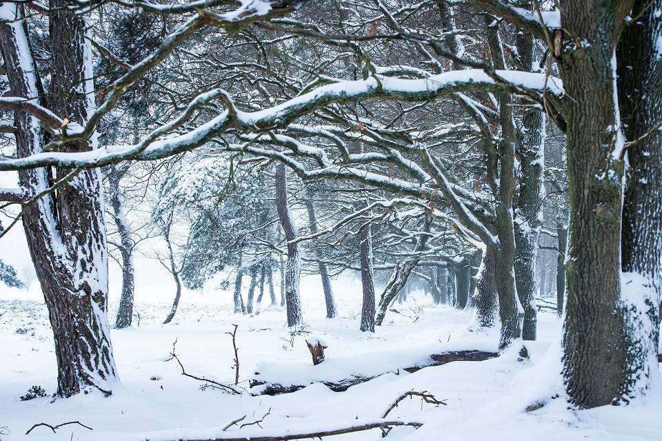 Winter in the Netherlands, National park the Hoge Veluwe!