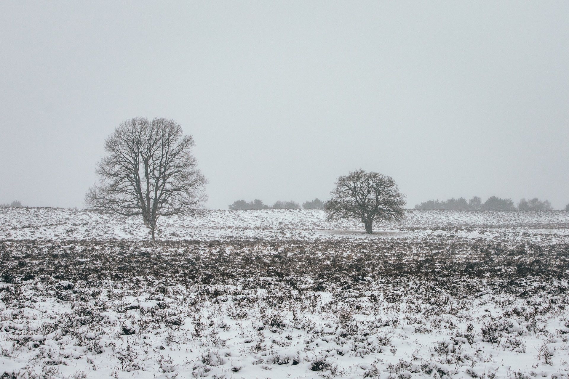 Winter in the Netherlands, National park the Hoge Veluwe!