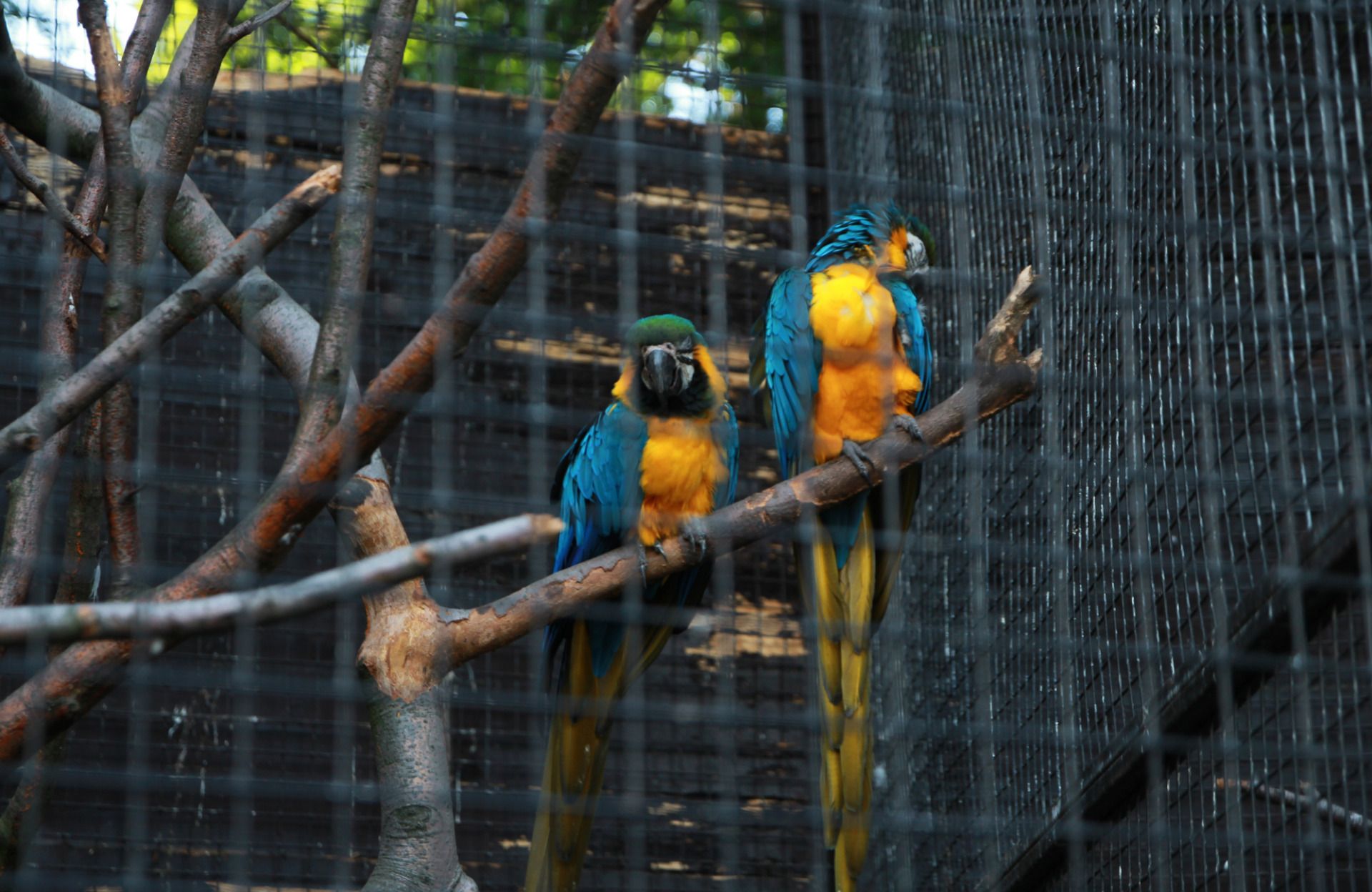Krakowskie zoo. Część 3.