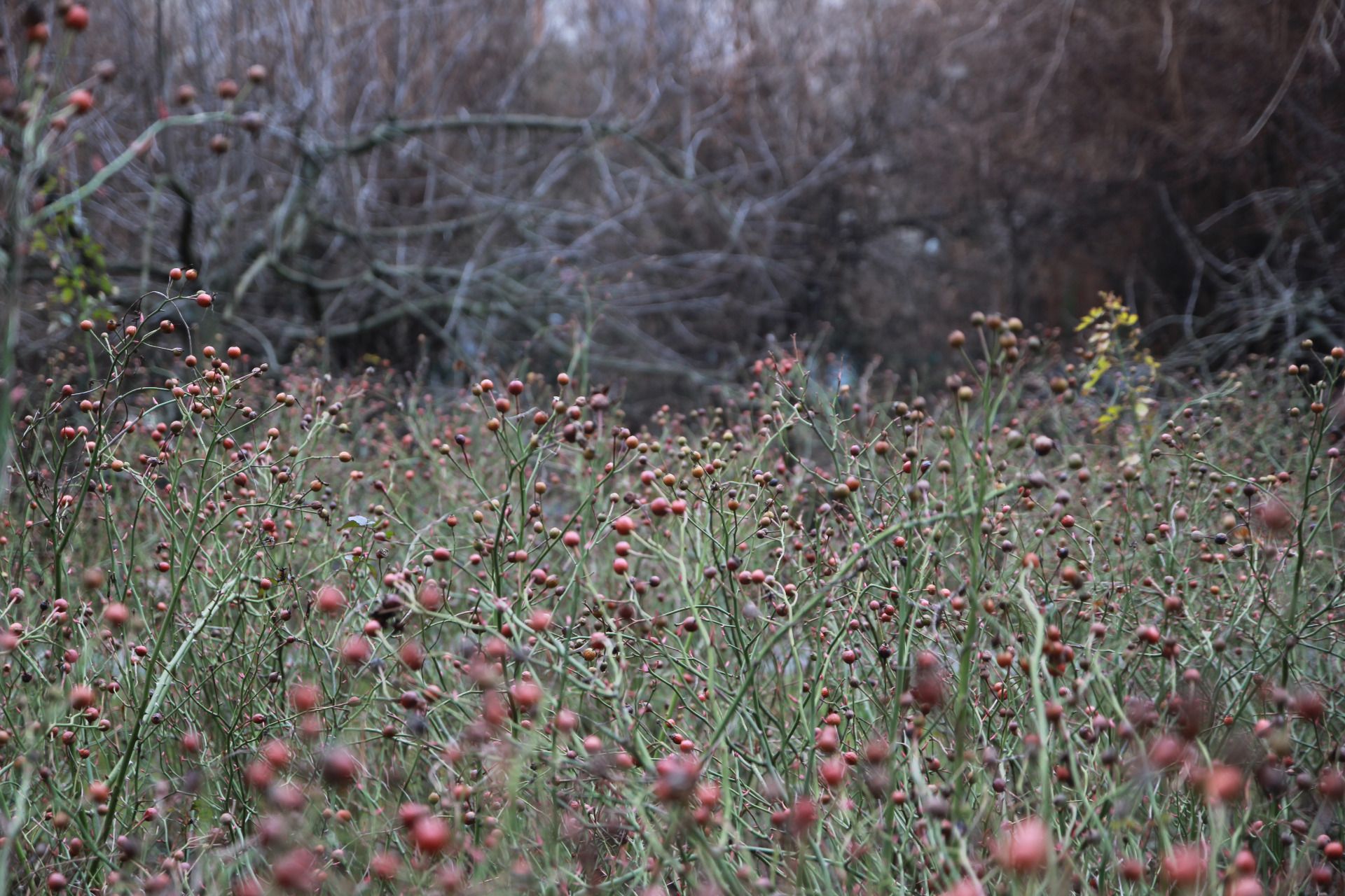 Krakowska oaza, czyli ogród Mehoffera