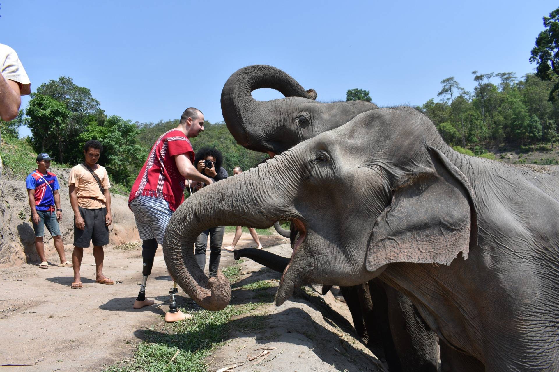 Feeding elephants with bananas