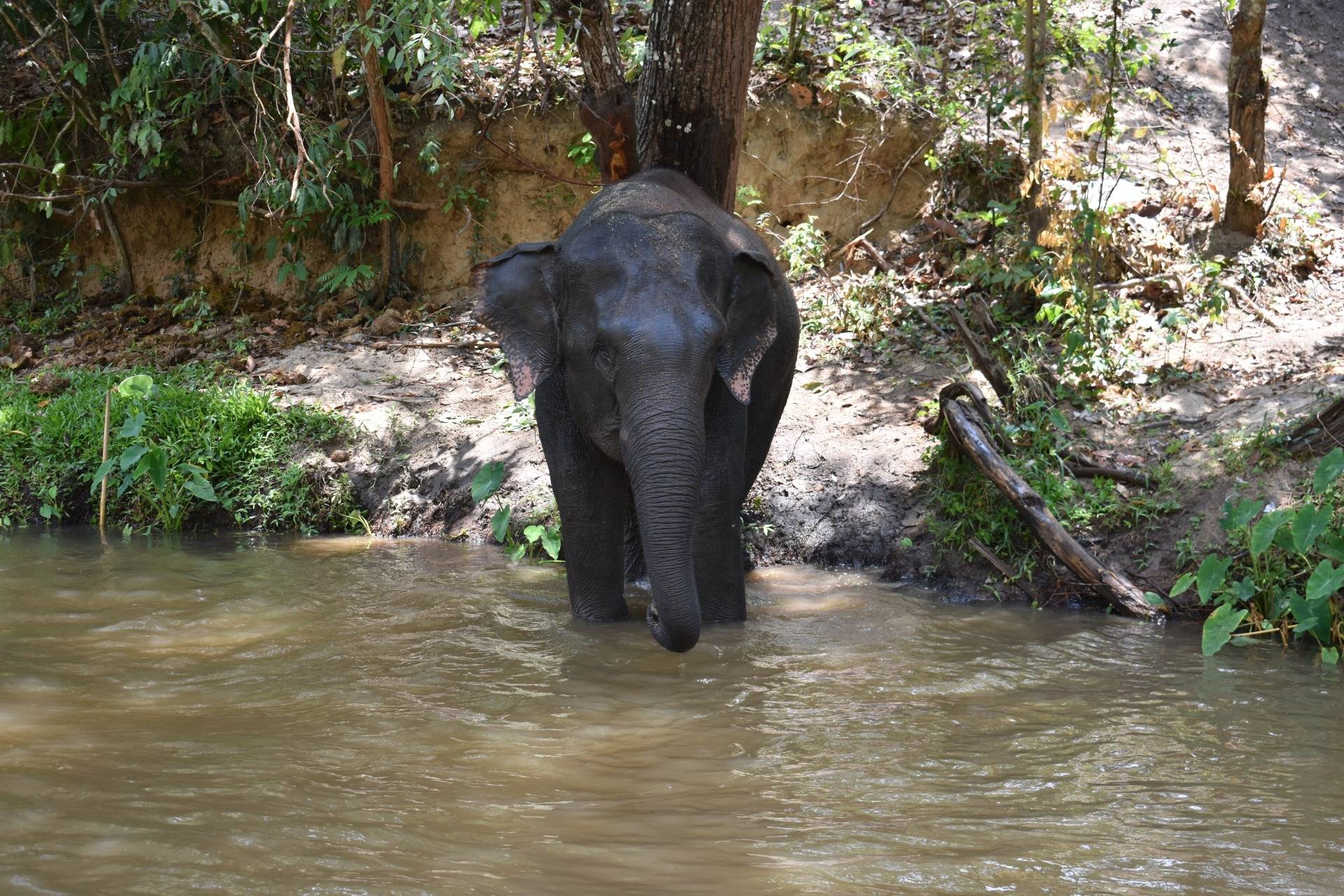 Elephants and rivers: a typical scene in north of Thailand 
