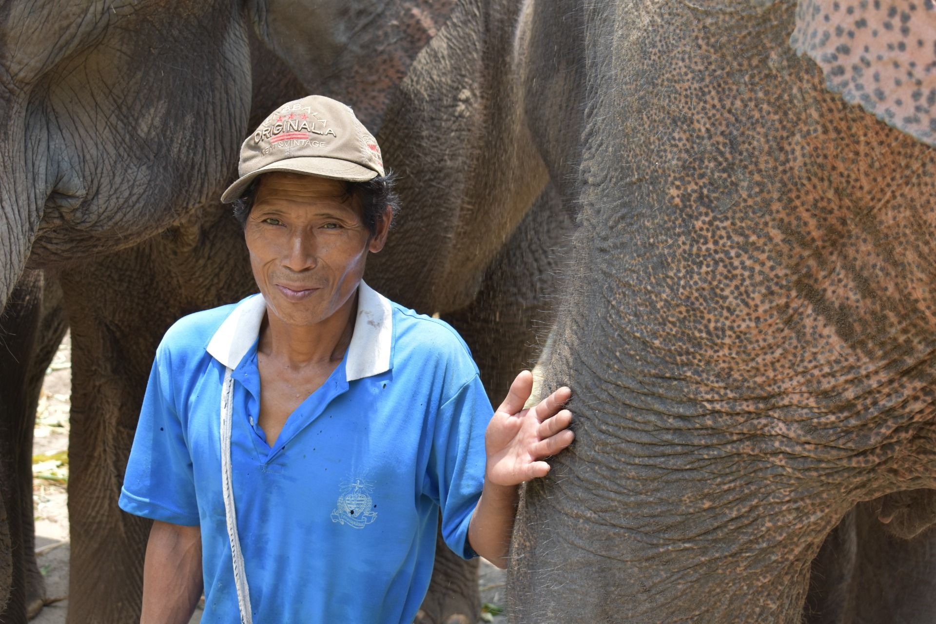 The interaction with the elephants 