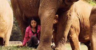 Lek and the elephants. (credits to: https://www.featureshoot.com/2018/03/story-fearless-woman-saves-elephants/)
