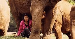 Lek and the elephants. (credits to: https://www.featureshoot.com/2018/03/story-fearless-woman-saves-elephants/)