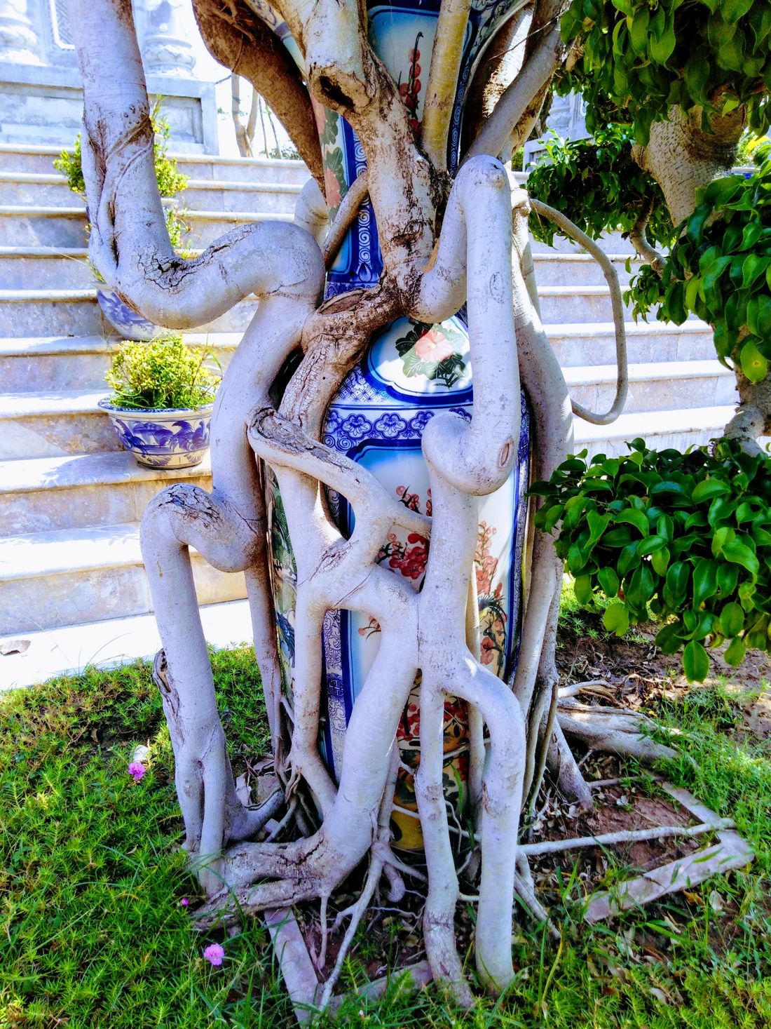 Bonsais on vases! Incredible!