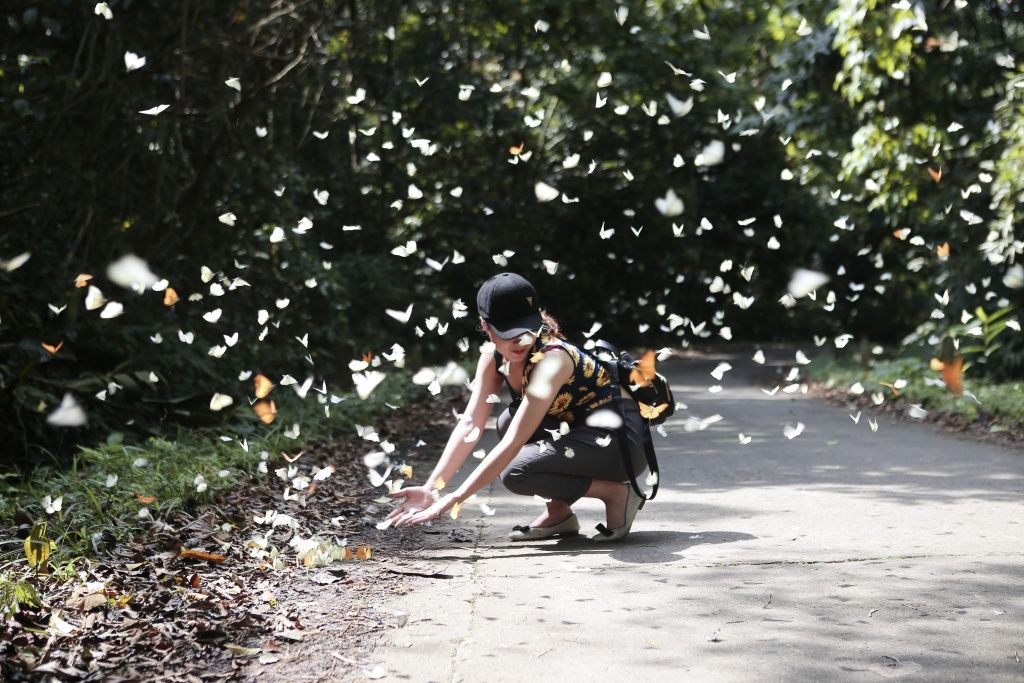 Butterfly season in Cuc Phuong National Park