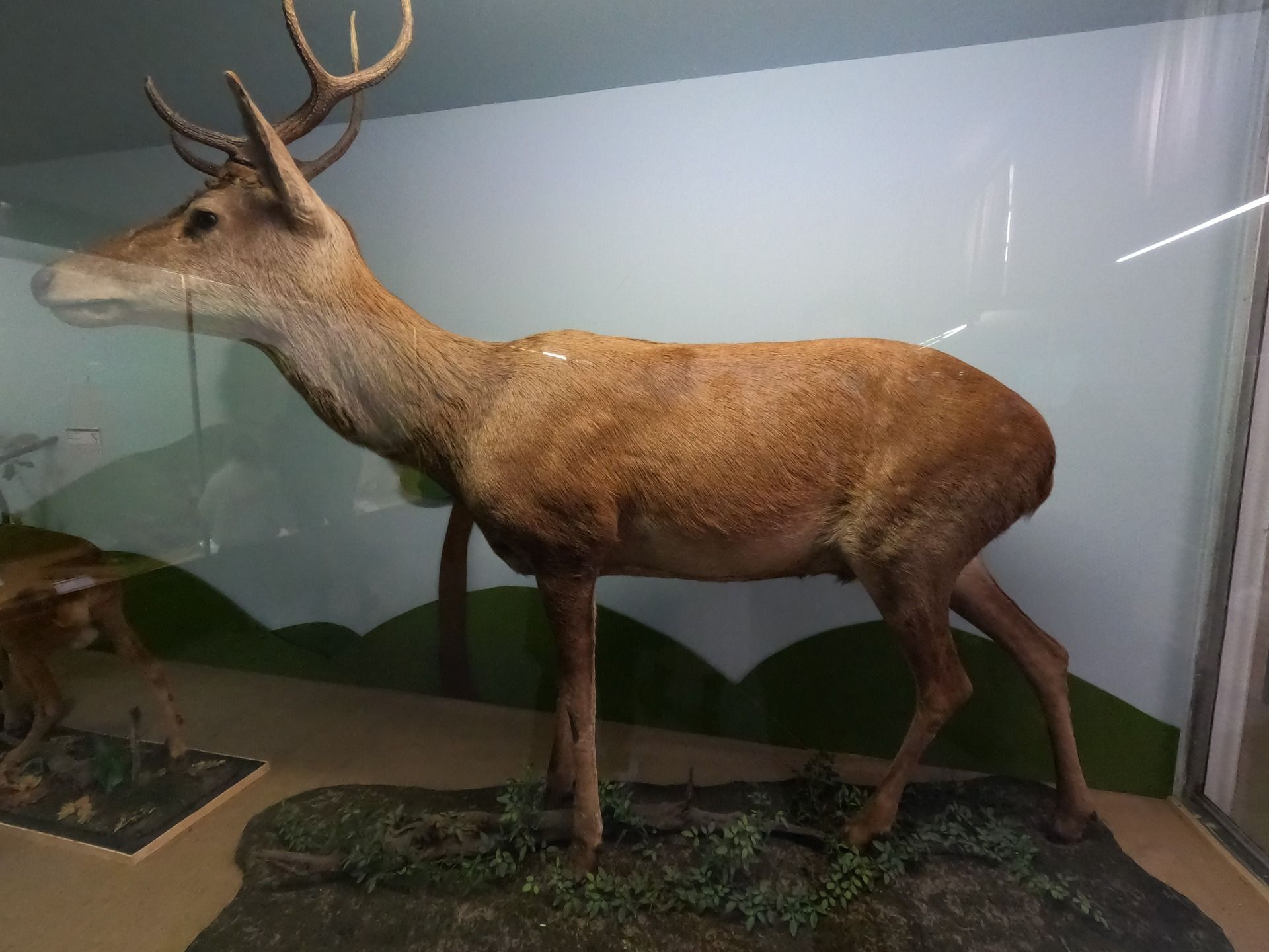I no longer remembered what the Natural Science Museum of Verona was like