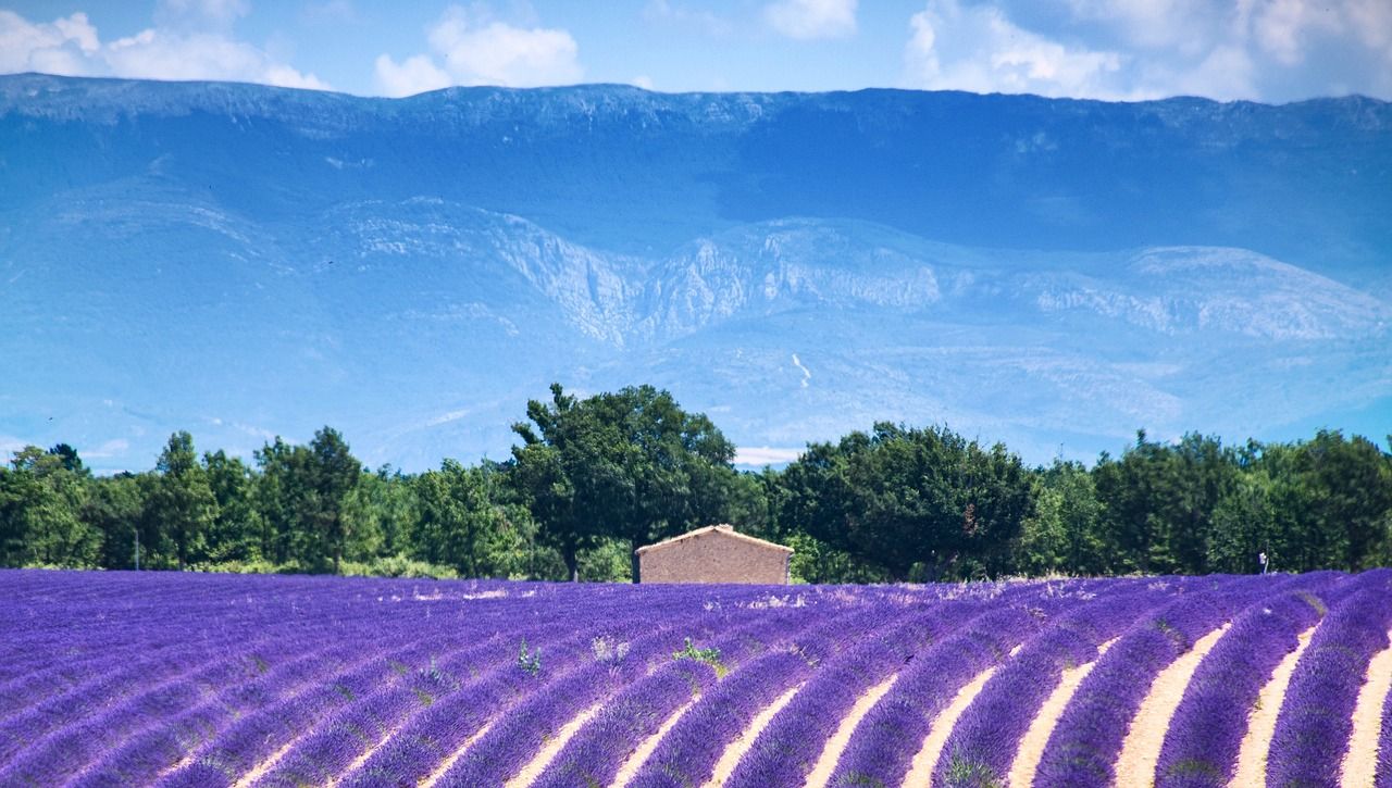 Provence,lavender fields