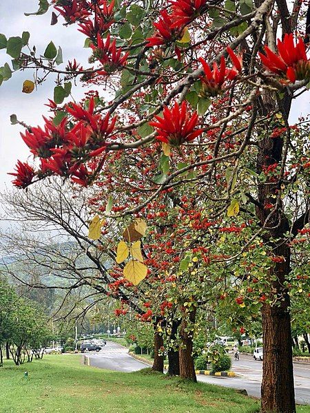 Spring in Islamabad