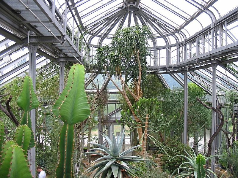 Botanical Garden,Berlin.