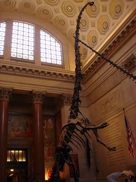 The American Museum of Natural history,NYC