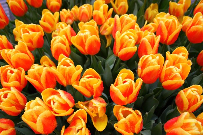 Keukenhof Park [1/3]