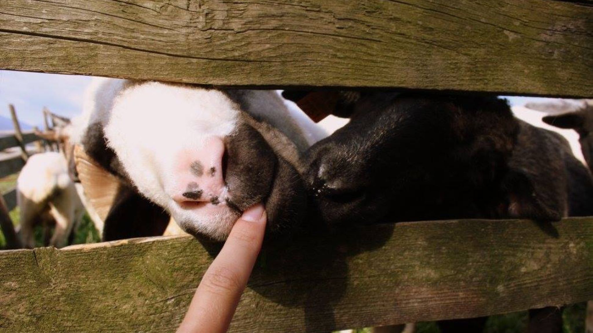 Meeting the farm inhabitants