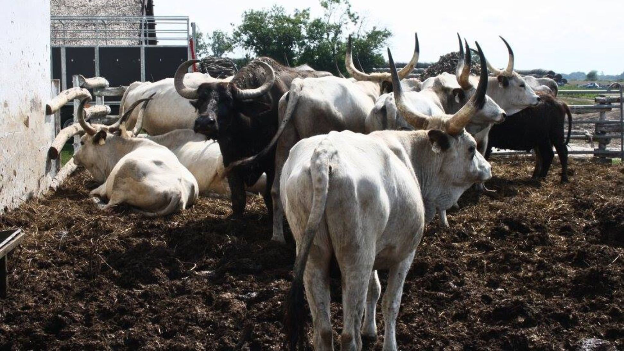 Longhorn Hungarian Cattle