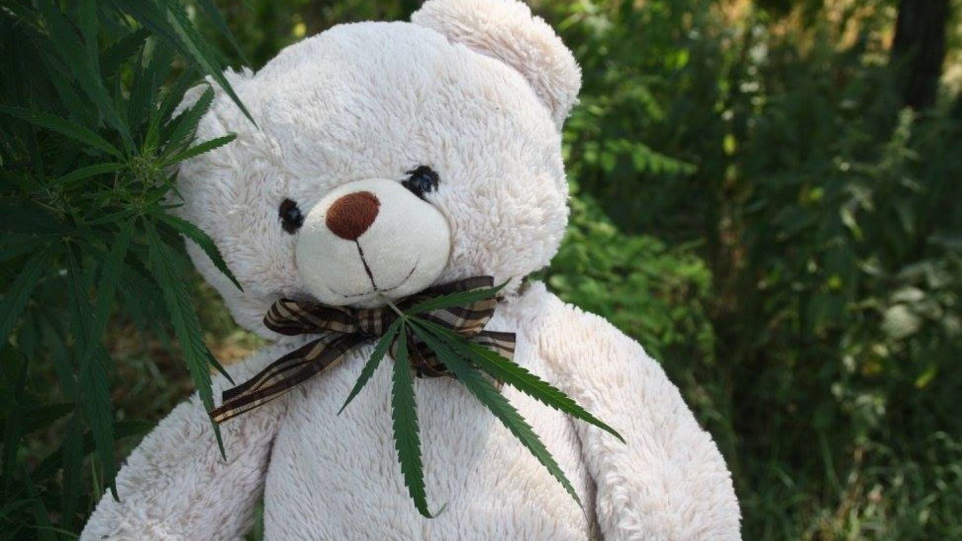 Kevin The Bear