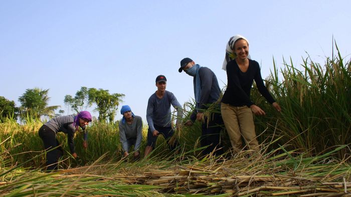 Harvesting rice [2/3]