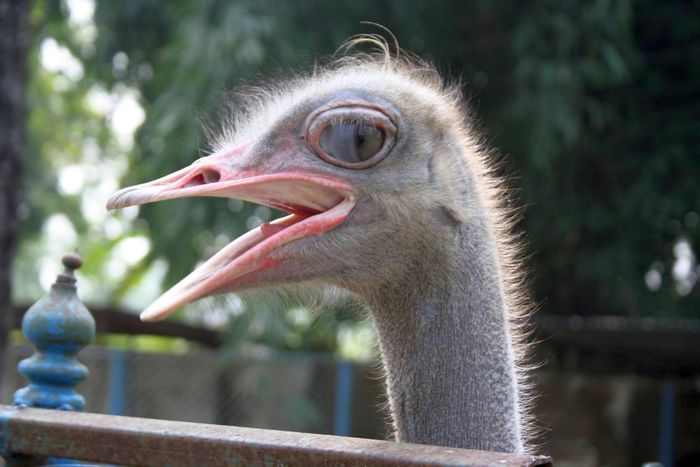 Resident of The Mini Zoo [2/3]