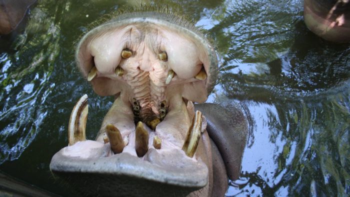 Chiang Mai Zoo [2/3]