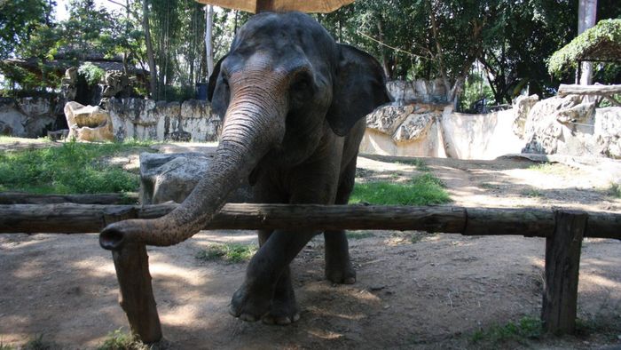 Chiang Mai Zoo [3/3]