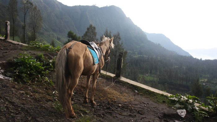 Hiking to the Mount Bromo Viewpoint [2/2]