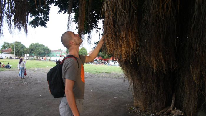 Vegetation of the Java island