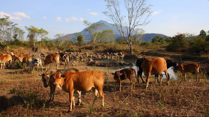 Bolaven Plateau [1/2]