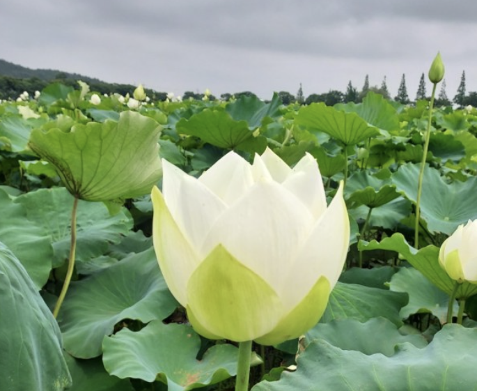 My Favorite Flower Festivals in Korea