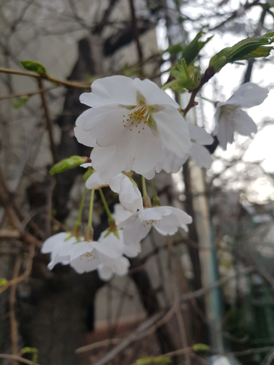 Coronavirus situation in South Korea: Spring is here